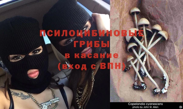 прущие грибы Туринск
